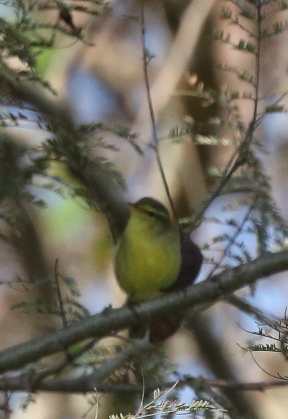 Tickell's Leaf Warbler (Tickell's) - ML74540241