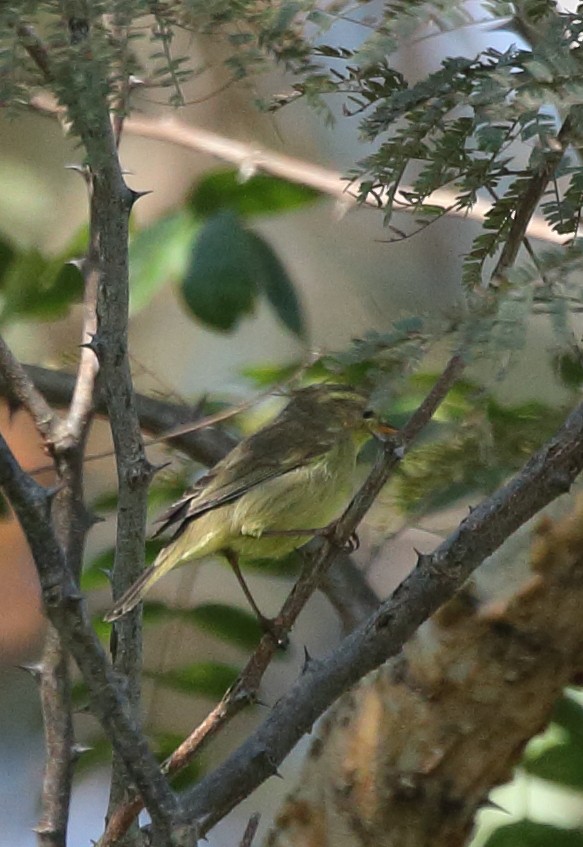 キバラムシクイ（affinis/perflavus） - ML74540251