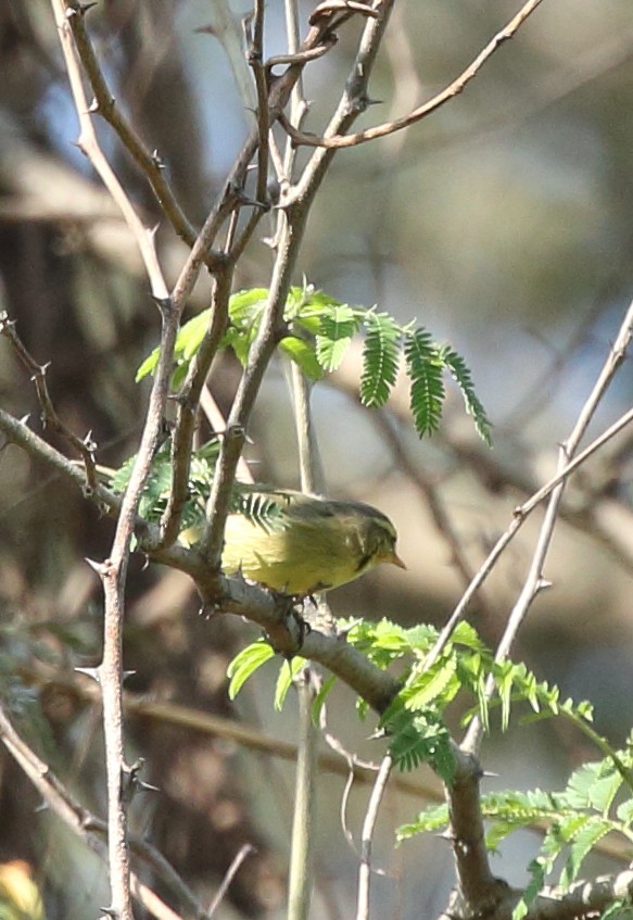 Tickell's Leaf Warbler (Tickell's) - ML74540281