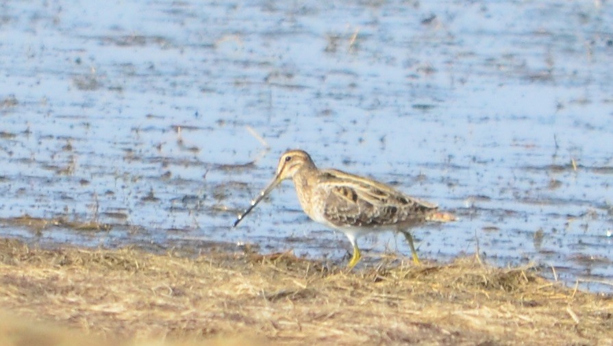 Common Snipe - ML74542281