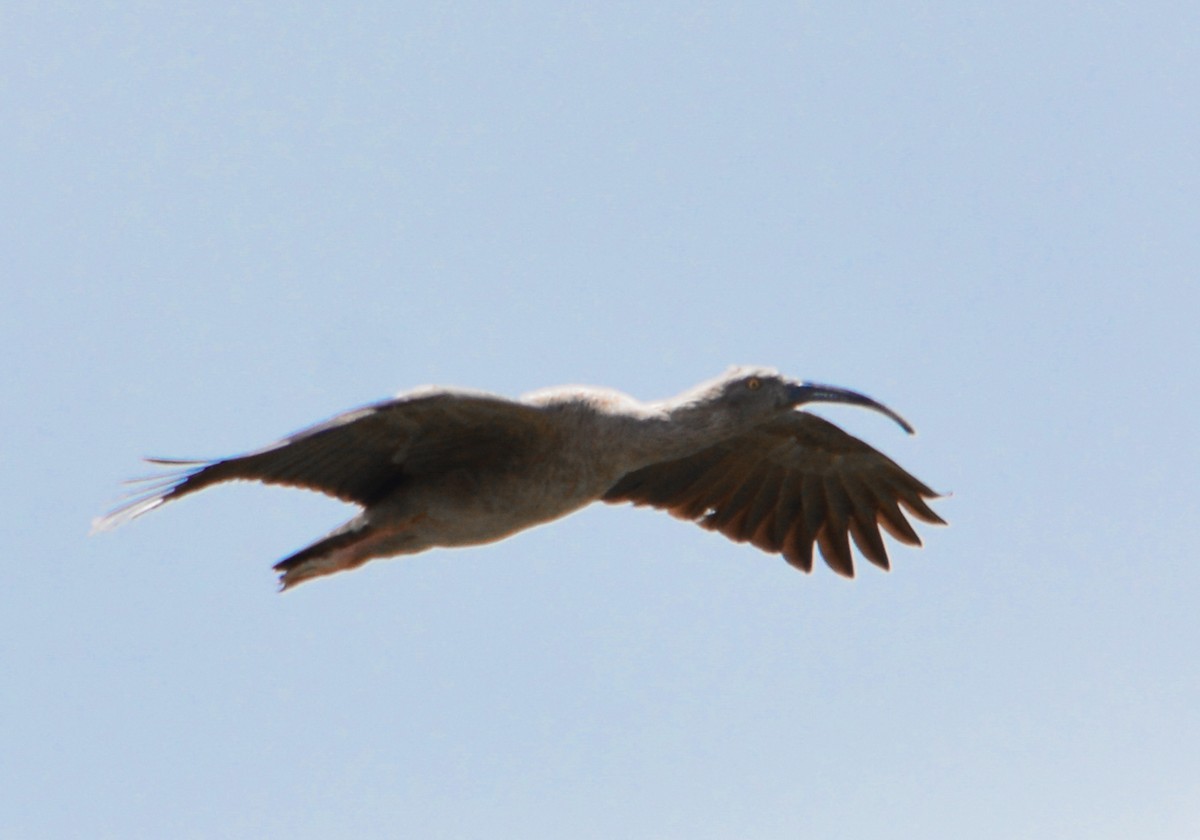 Plumbeous Ibis - João Gava Just