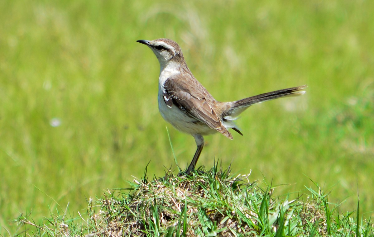 Chalk-browed Mockingbird - ML74544301