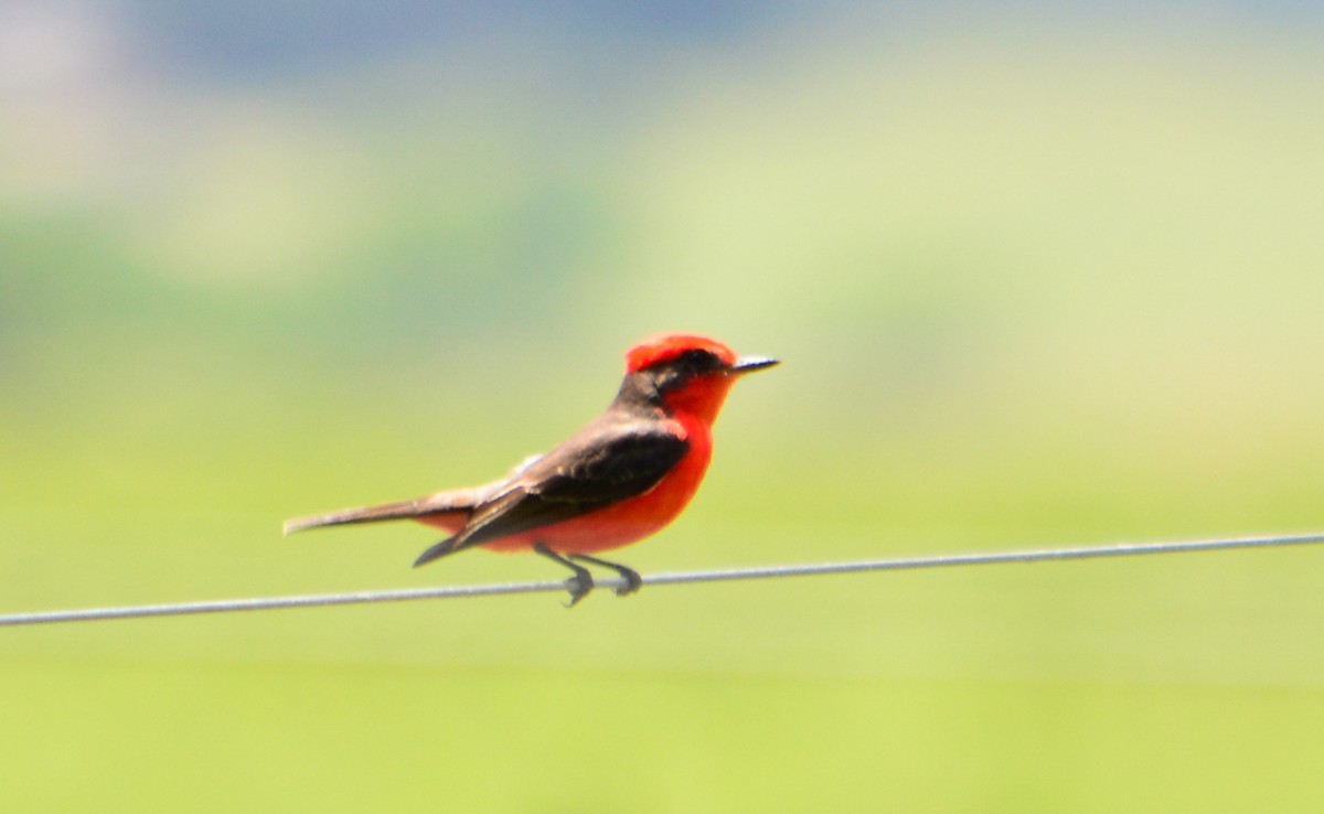 Vermilion Flycatcher - ML74544311