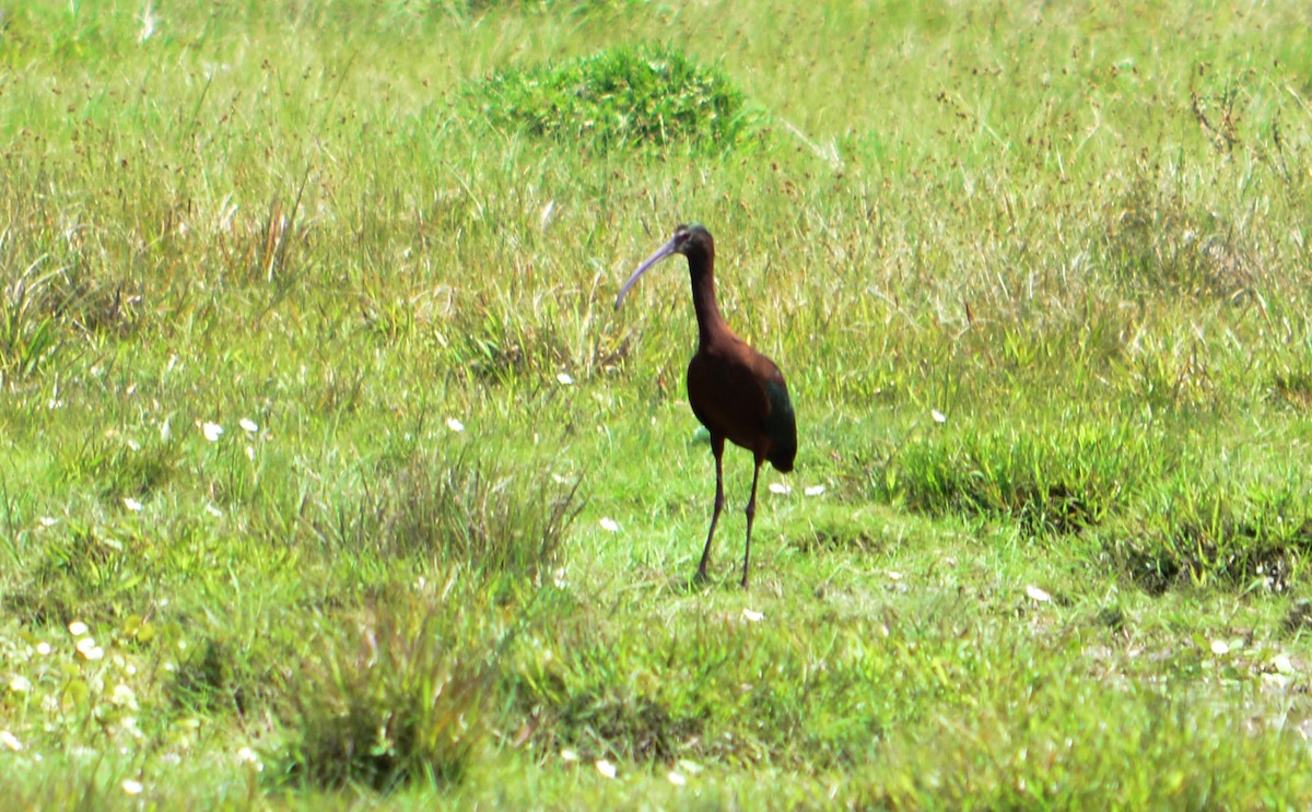 White-faced Ibis - ML74544341