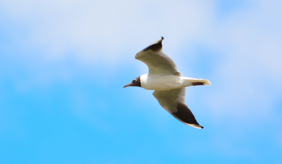 Brown-hooded Gull - ML74544371