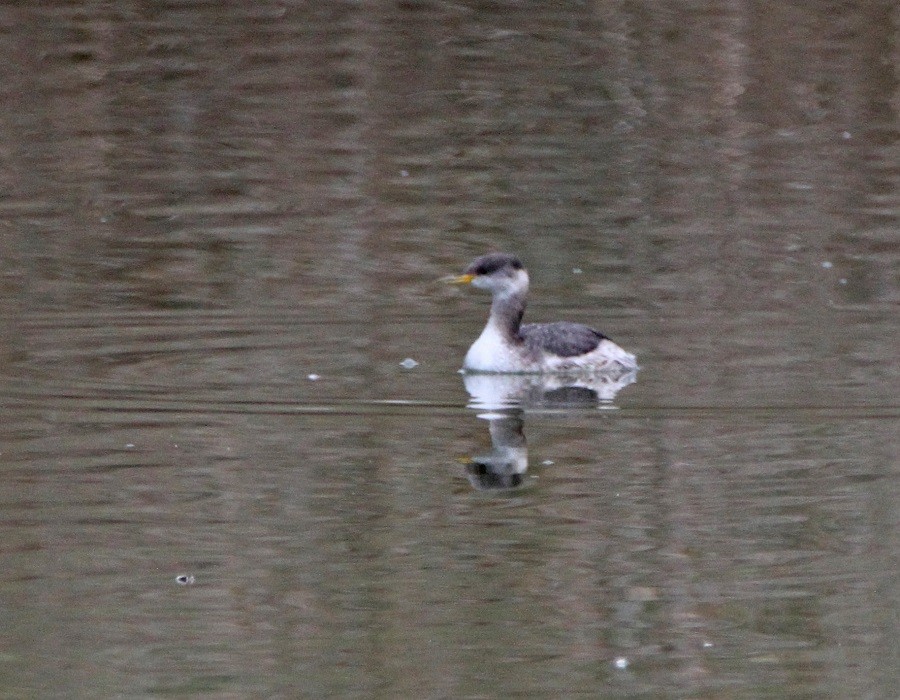 Red-necked Grebe - ML74547411
