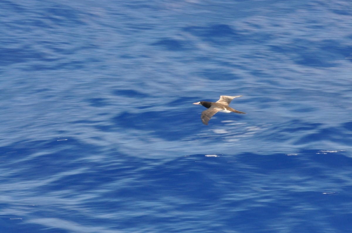Brown Booby - ML74548991