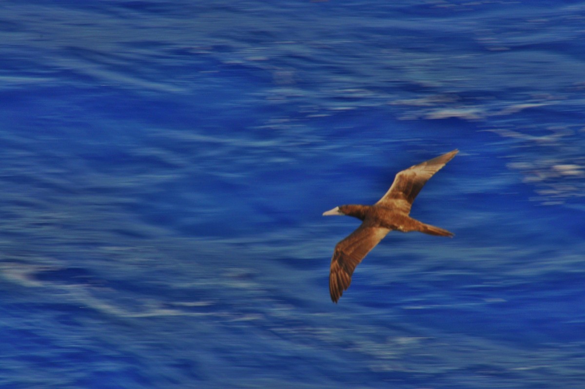 Brown Booby - ML74549001