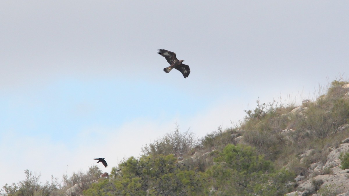 Golden Eagle - ML74552201