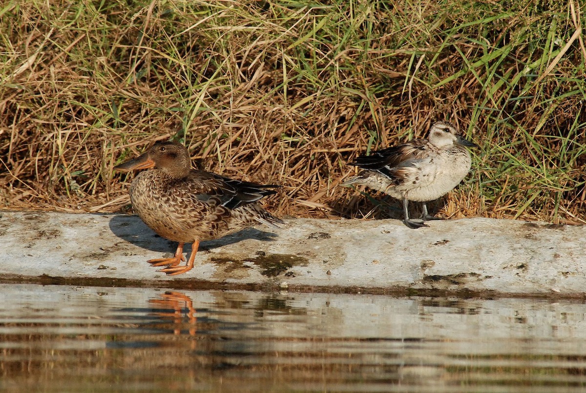 Northern Shoveler - Peter Arras