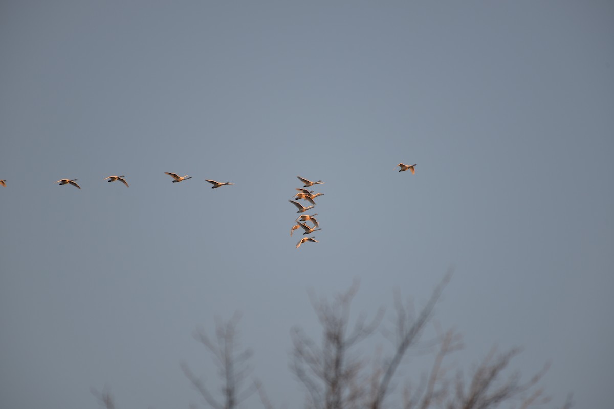 Tundra Swan - ML74555861