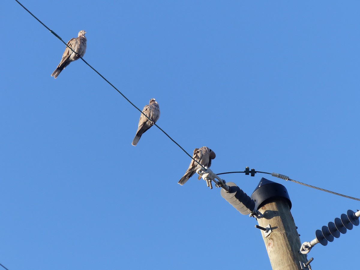 Eurasian Collared-Dove - ML74556131