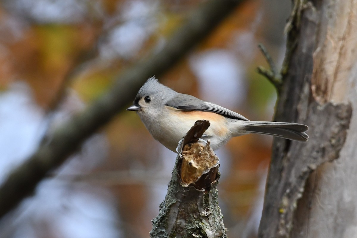 Tufted Titmouse - ML74558491