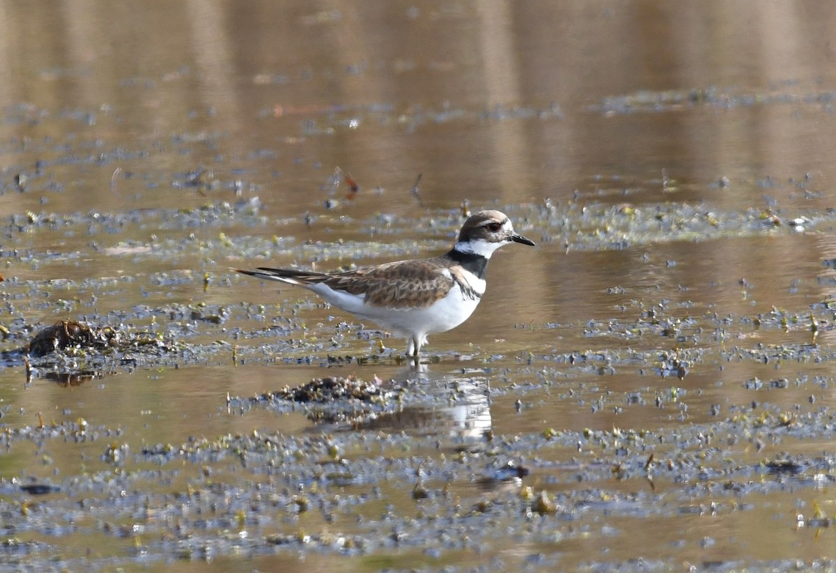 Killdeer - ML74558621