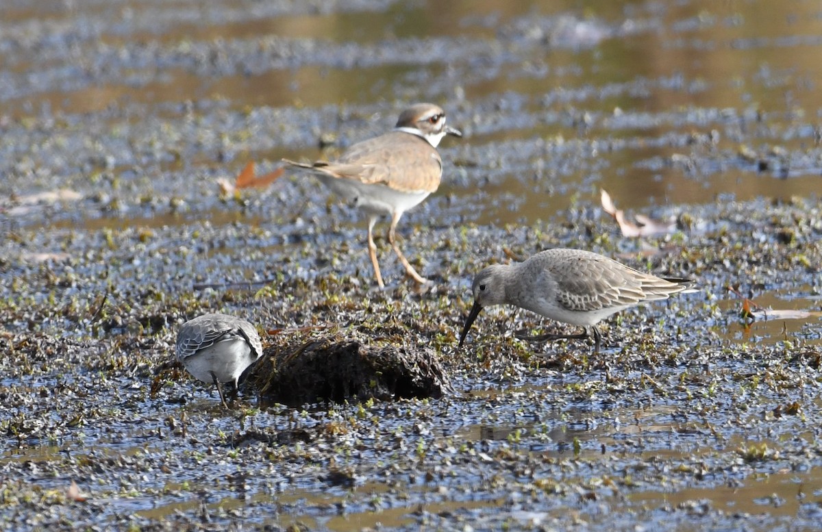 Dunlin - ML74559061