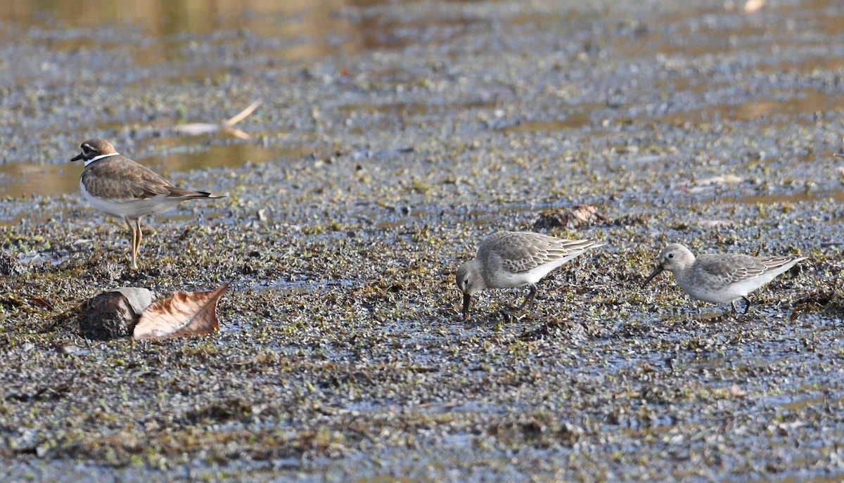 Dunlin - ML74559181