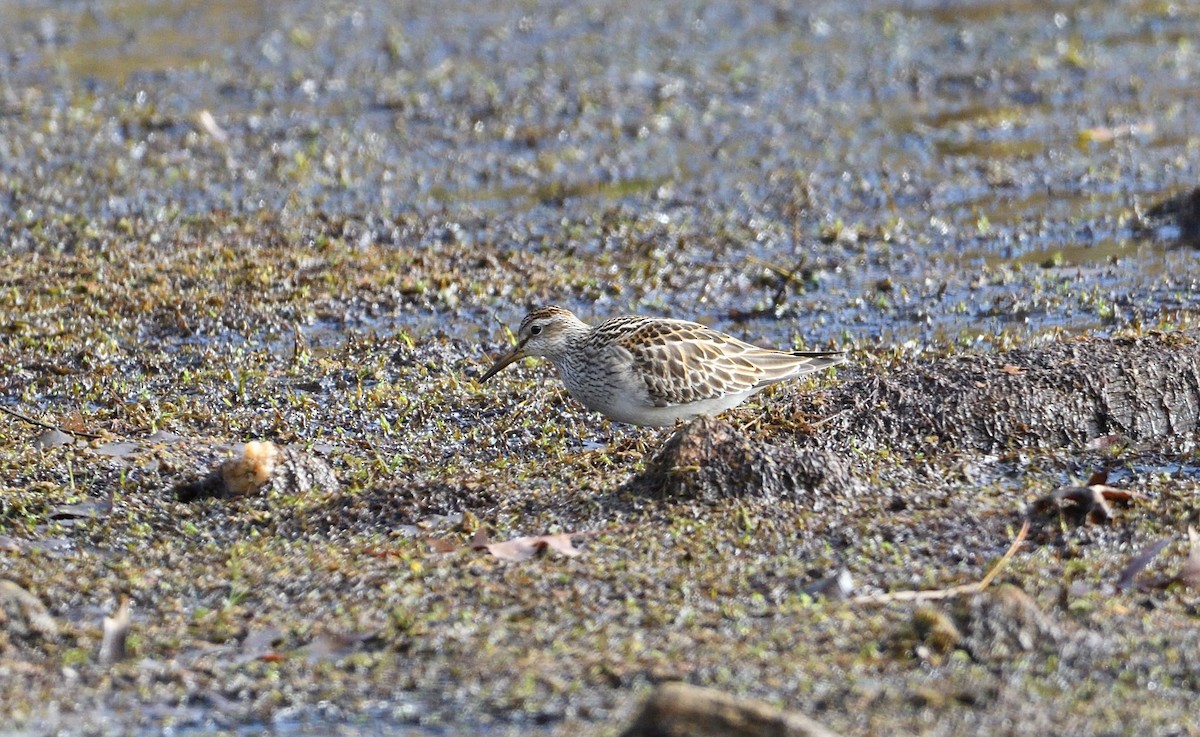 Pectoral Sandpiper - ML74561961