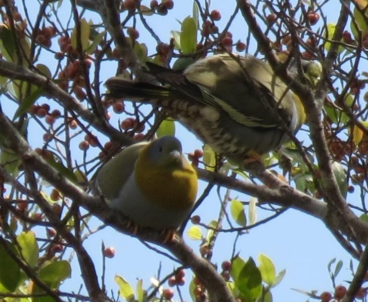 Yellow-footed Green-Pigeon - ML74563221