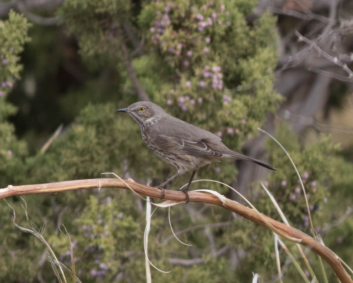 Sage Thrasher - ML74564091