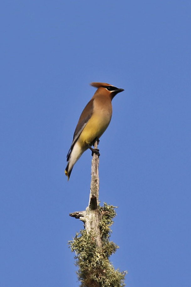 Cedar Waxwing - ML74569001