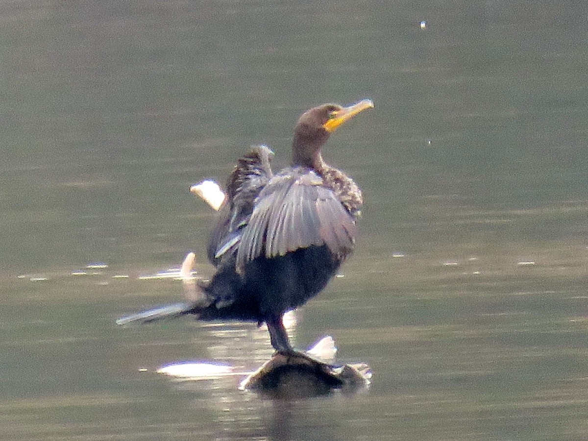 Double-crested Cormorant - michele ramsey