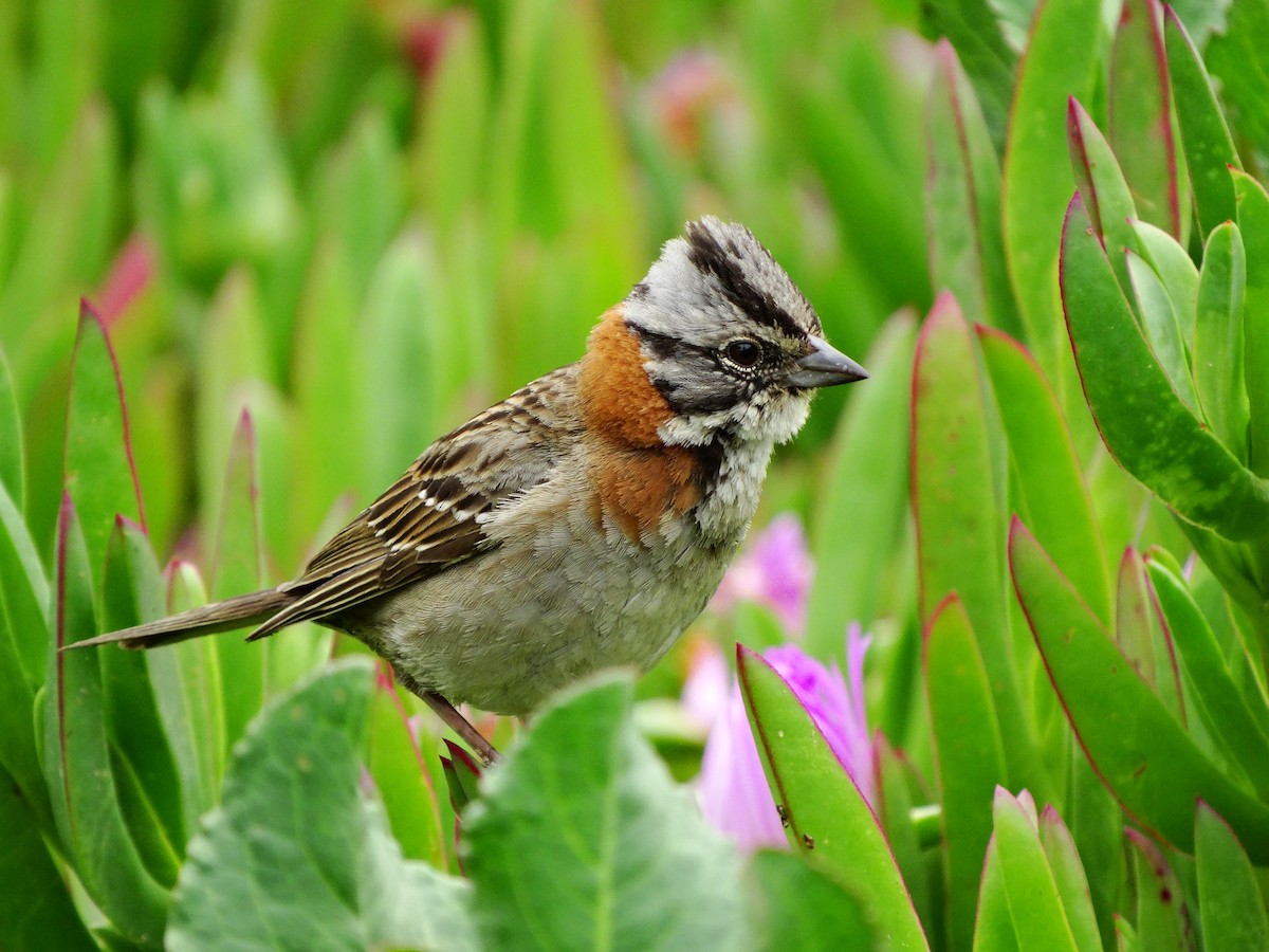 Rufous-collared Sparrow - ML74572191