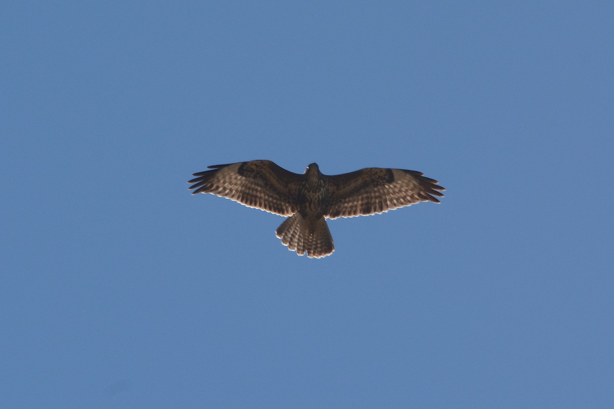 Common Buzzard - ML74572431