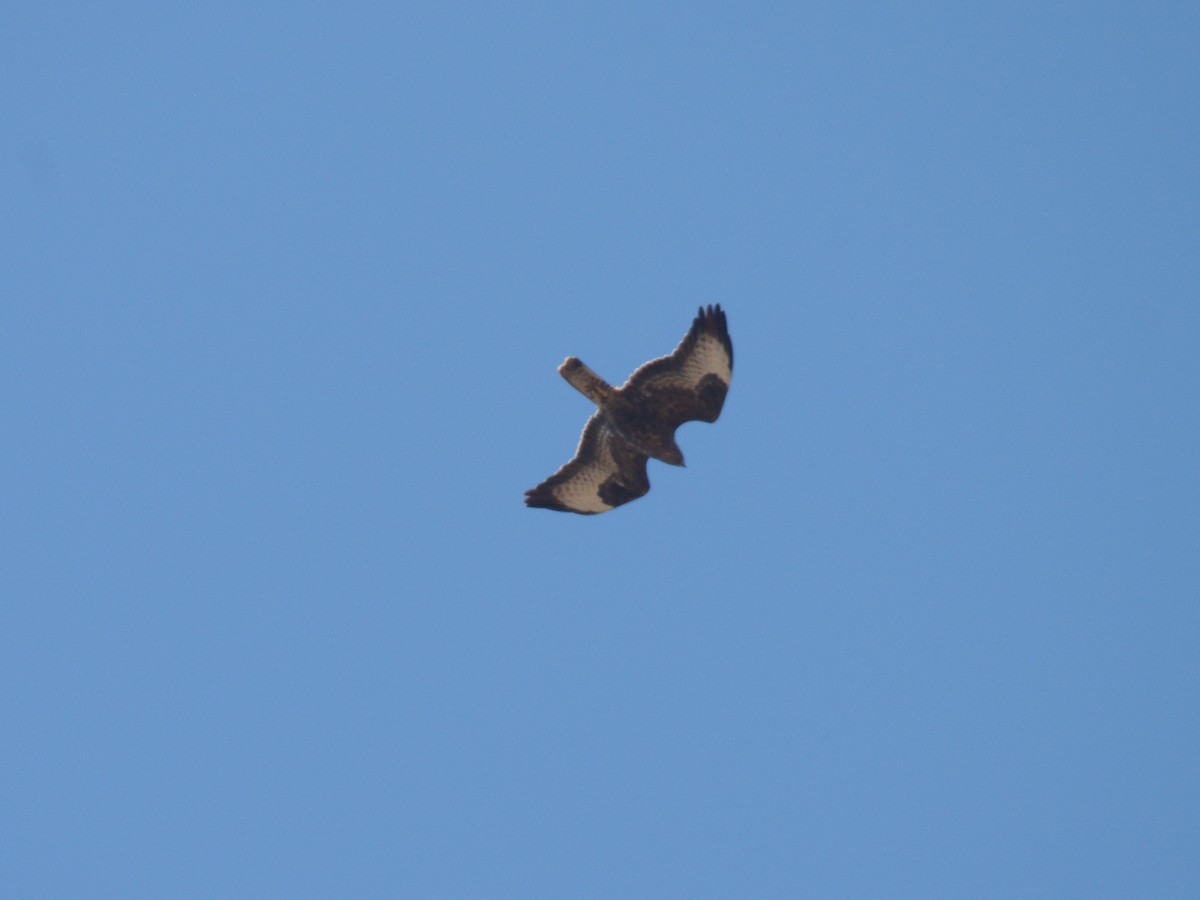 Common Buzzard - ML74572451