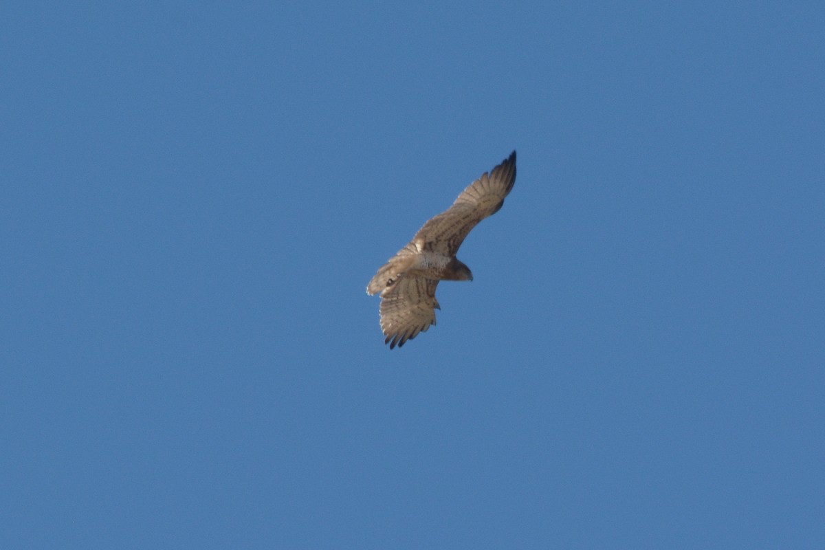 Short-toed Snake-Eagle - ML74572541