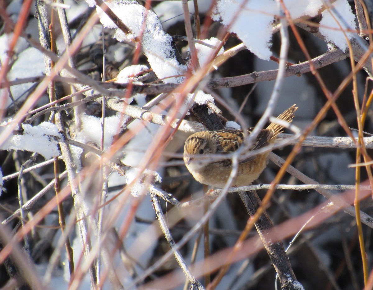 Sedge Wren - ML74574891