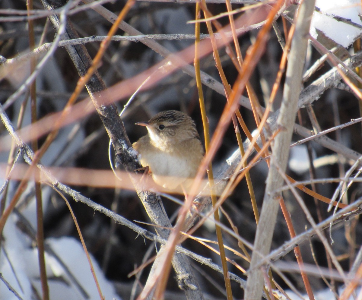 Sedge Wren - Laurel Armstrong