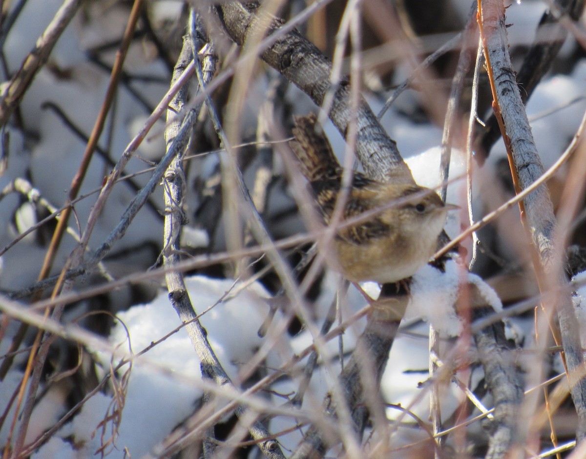 Sedge Wren - ML74574941