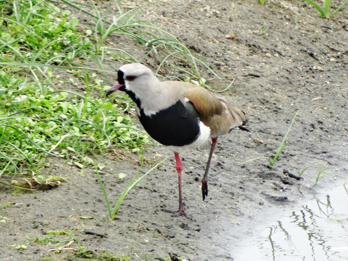 Southern Lapwing - Nicolás Espina León