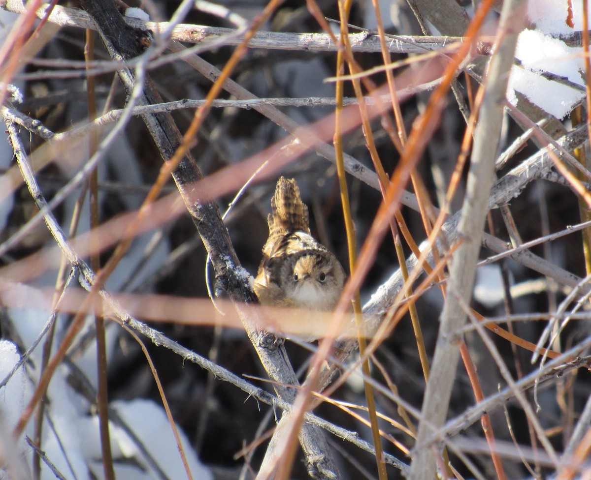 Sedge Wren - ML74575071