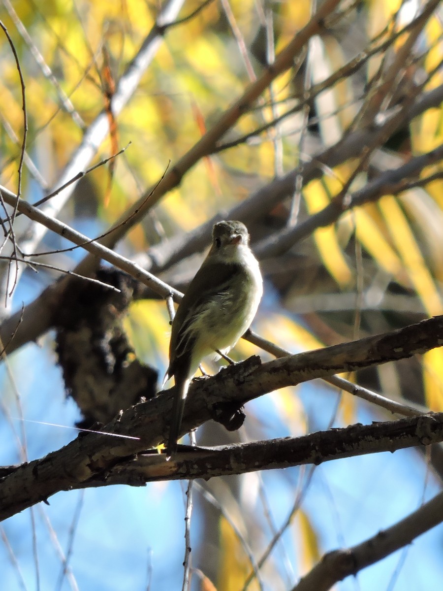 Dusky Flycatcher - ML74575381