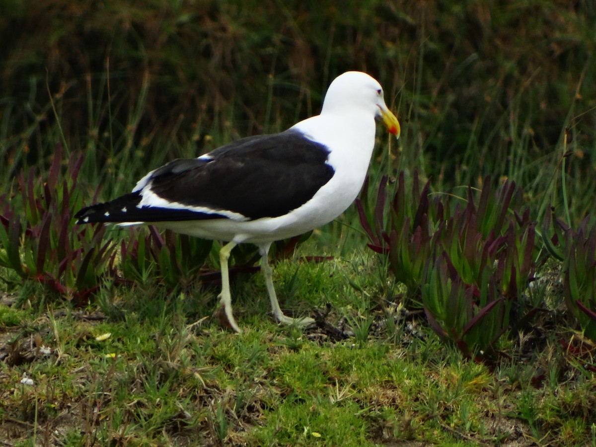 Kelp Gull - ML74575411