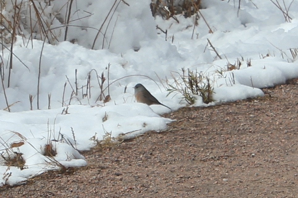 Dark-eyed Junco (Pink-sided) - ML74575601