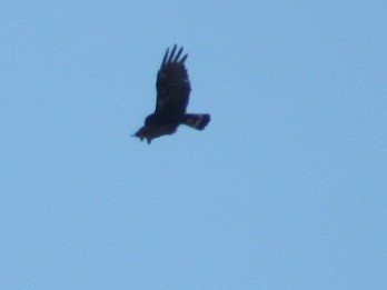 Zone-tailed Hawk - ML74575911