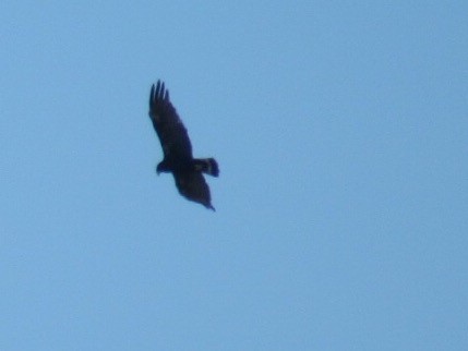 Zone-tailed Hawk - ML74575921