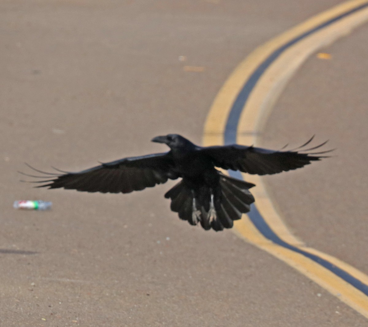 ravn - ML74576791