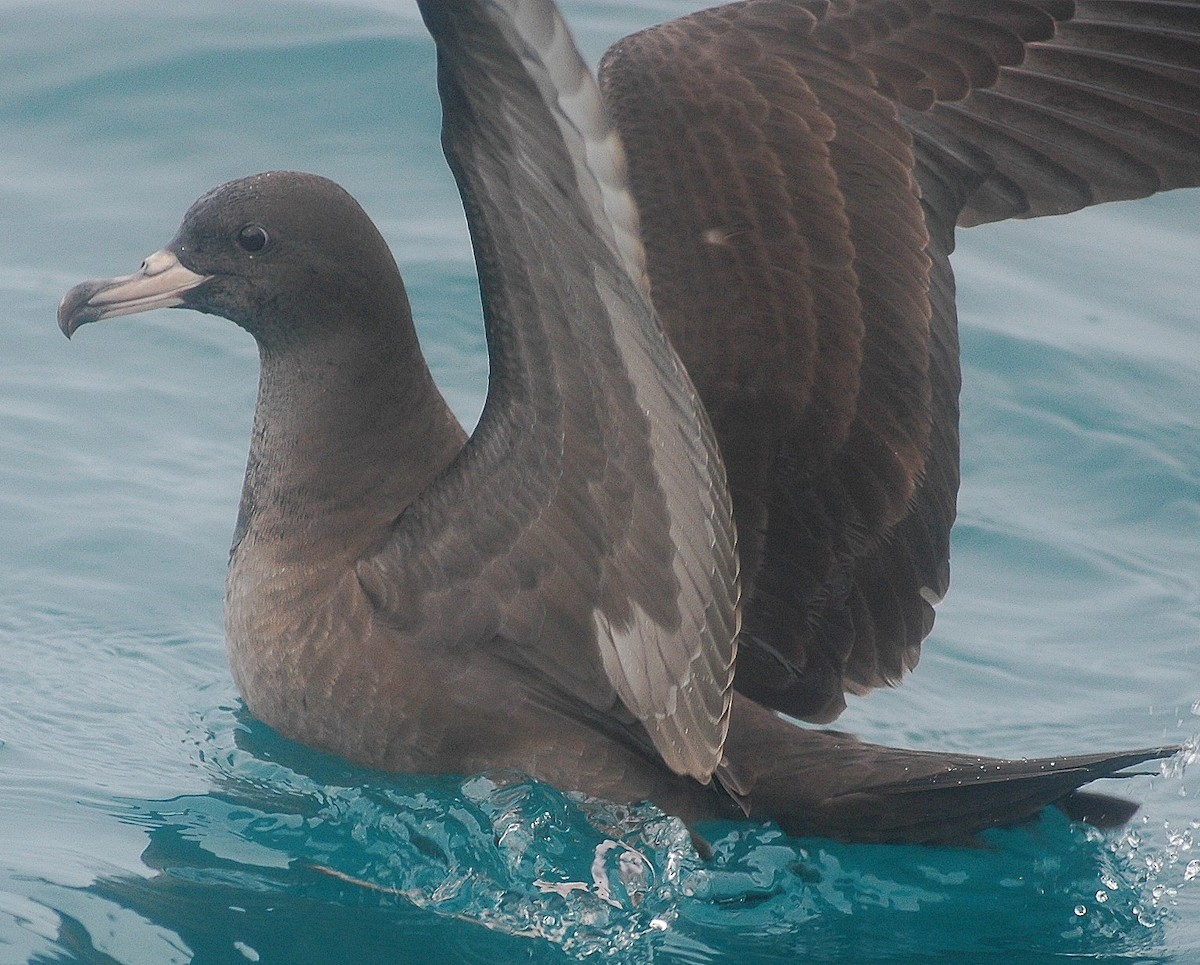 Flesh-footed Shearwater - Andrew Sides