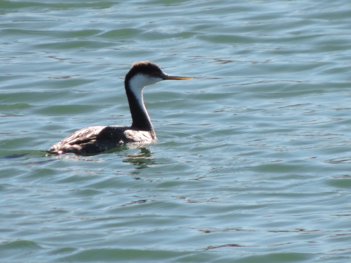 Western Grebe - ML74579701