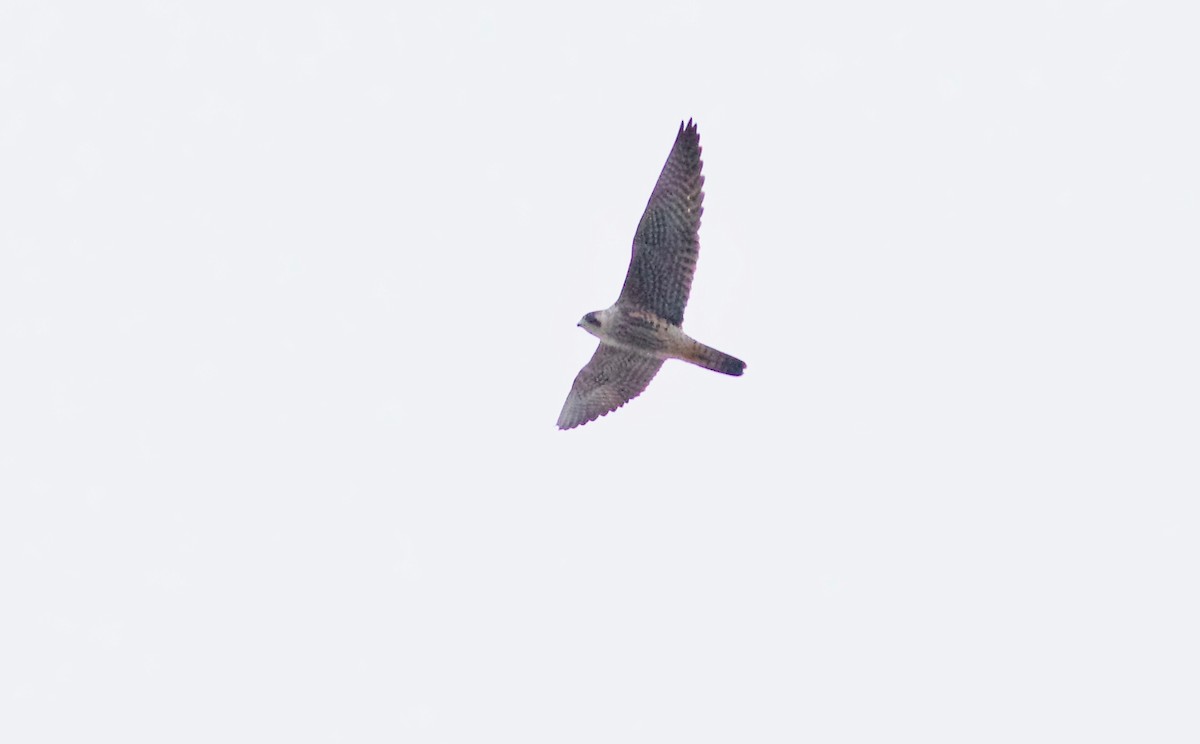 Peregrine Falcon - ML74579901