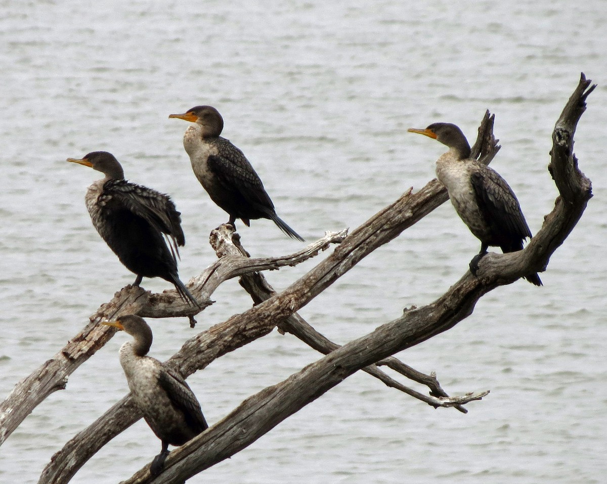 Cormoran à aigrettes - ML74580751