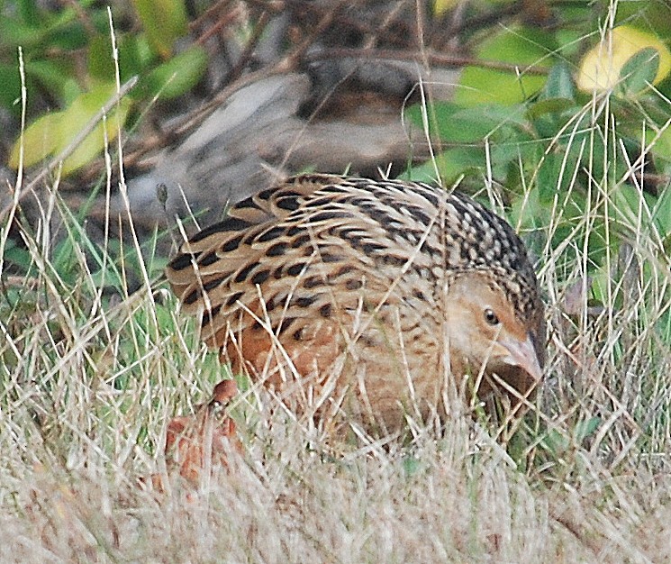 Corn Crake - ML74581721