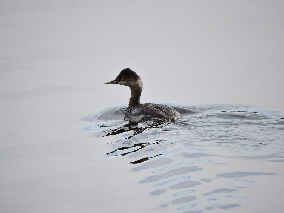 Eared Grebe - ML74581921