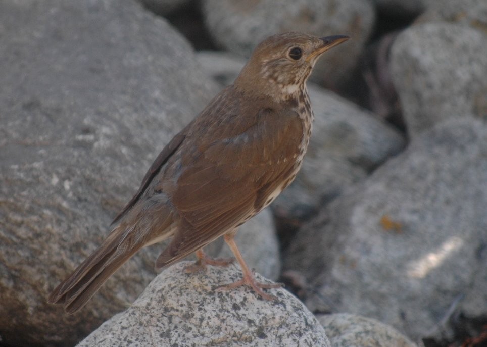 Song Thrush - Andrew Sides