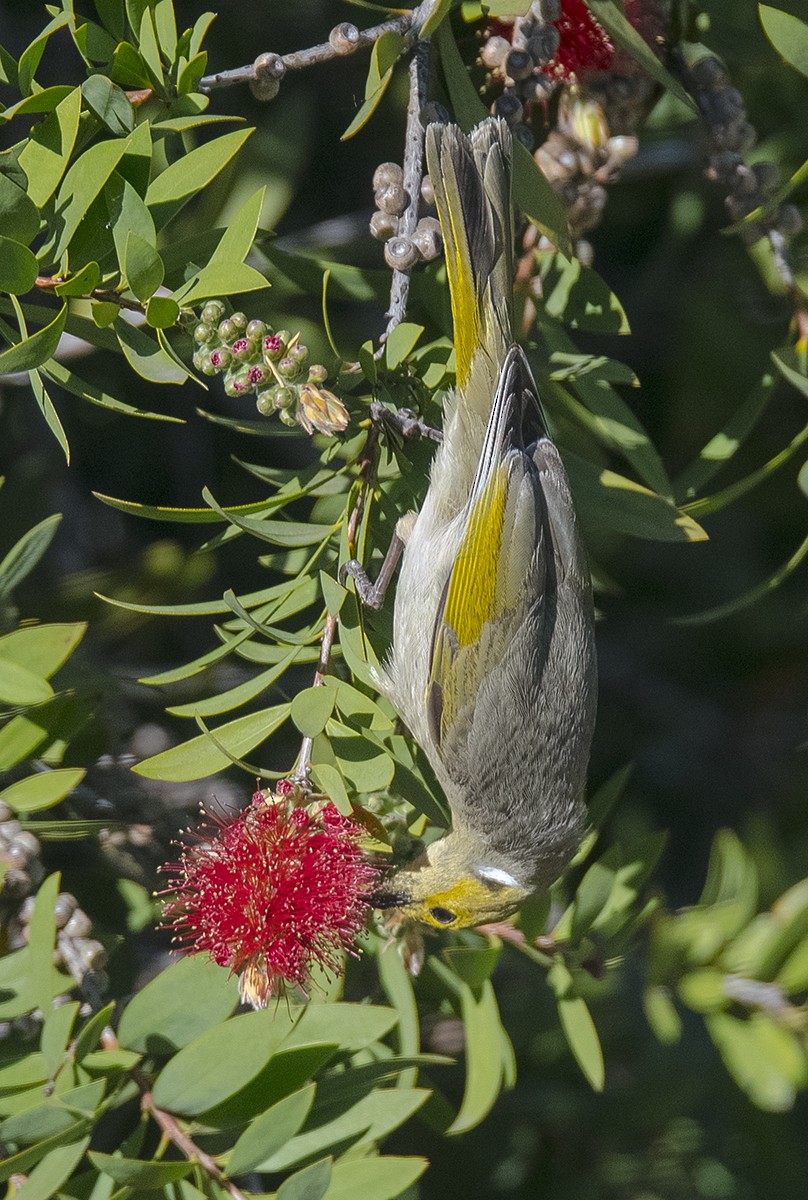 White-plumed Honeyeater - William Hall