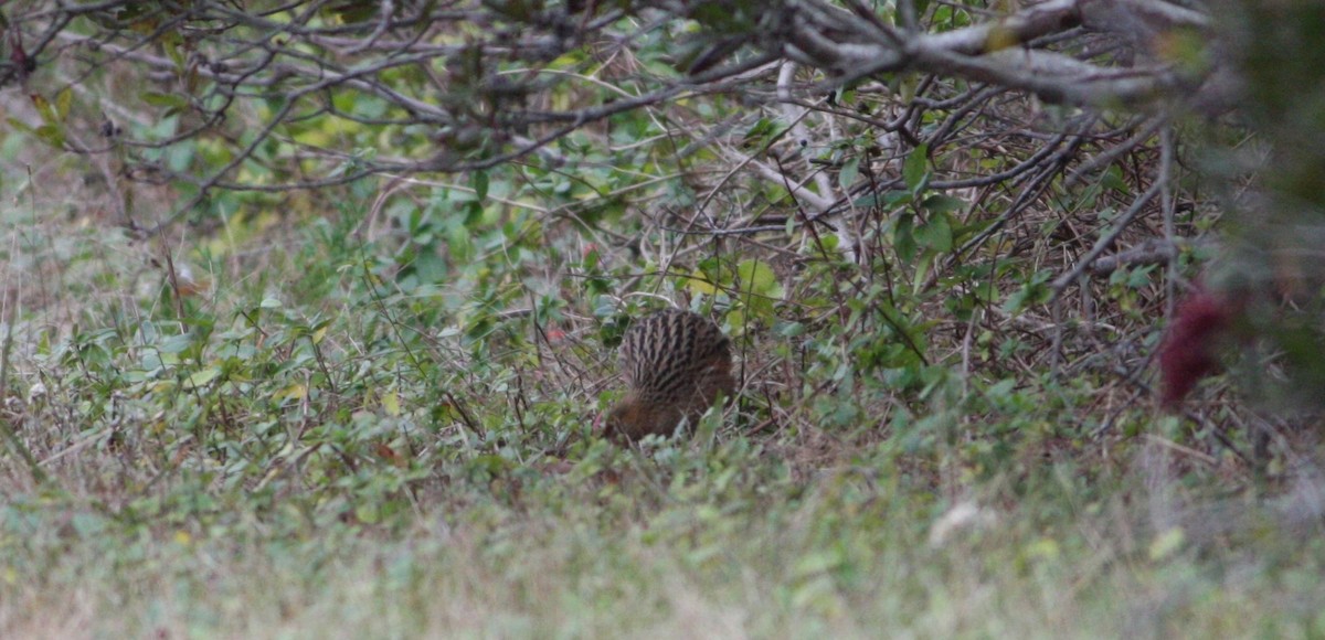 Corn Crake - ML74585921