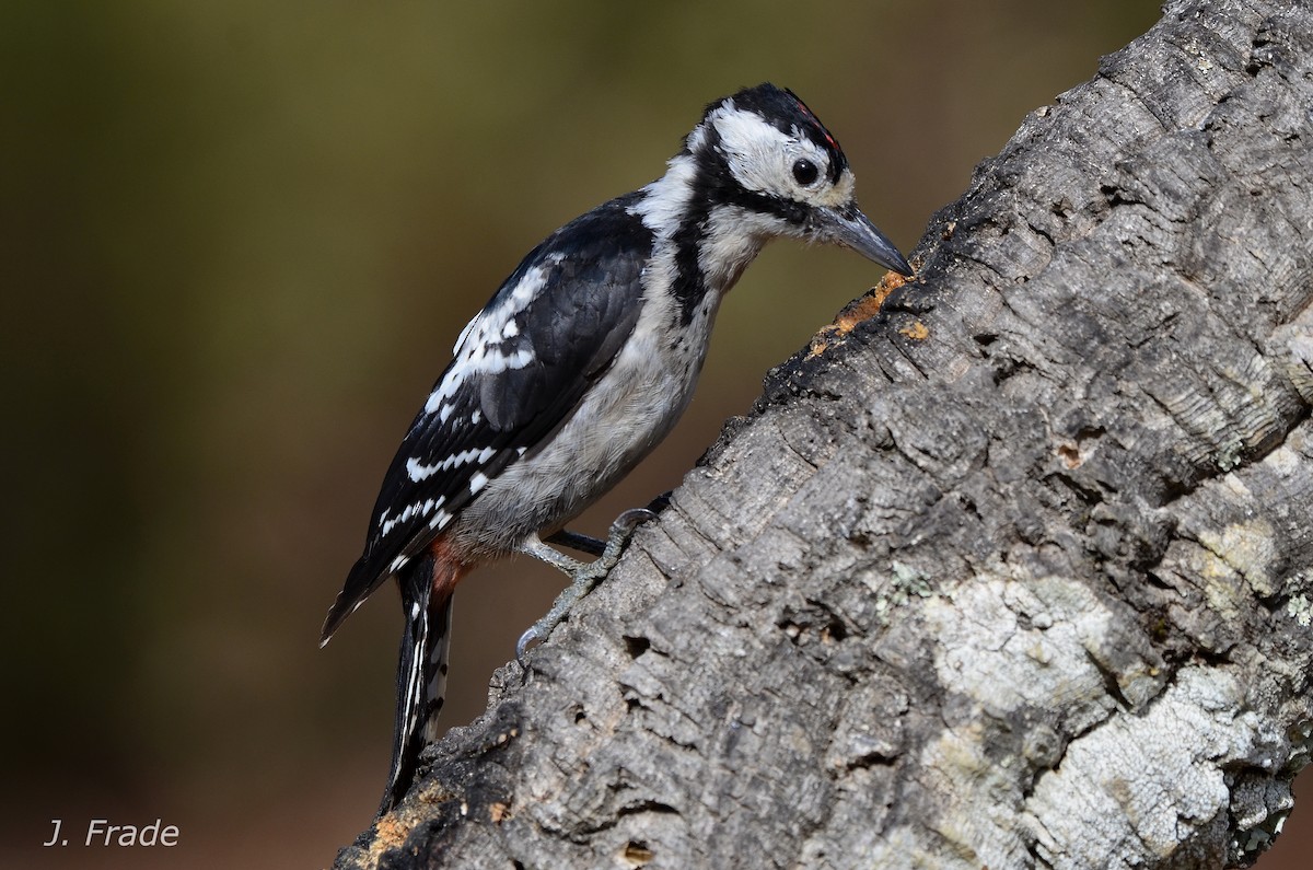 Great Spotted Woodpecker - ML74585961